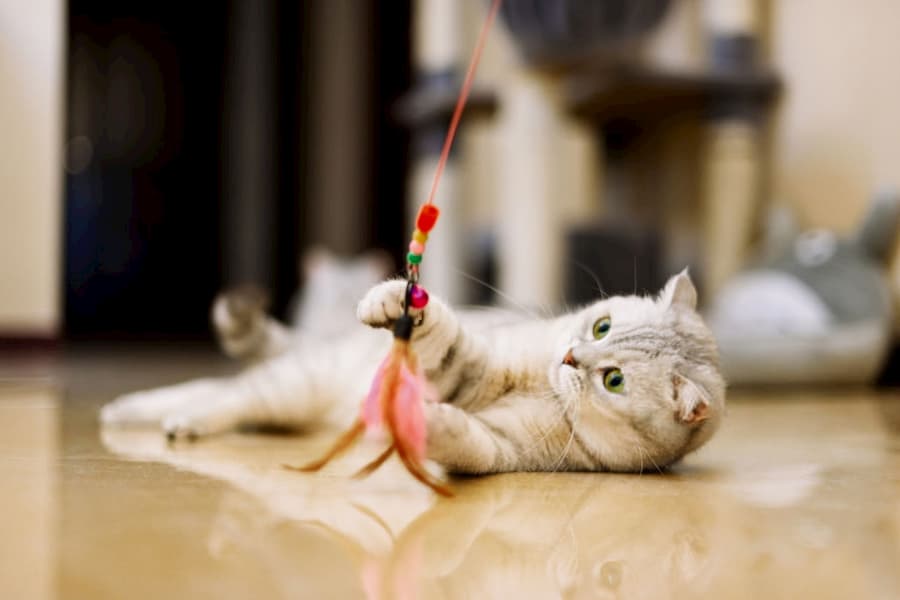 Cat Toys For A Multi-Cat Household